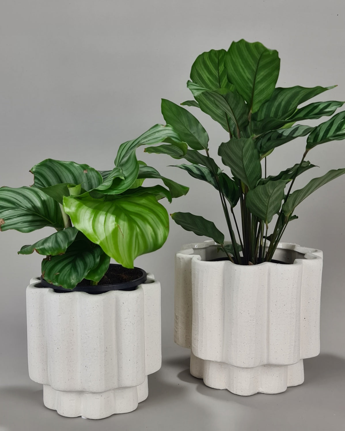 Daisy Swirl Planter
