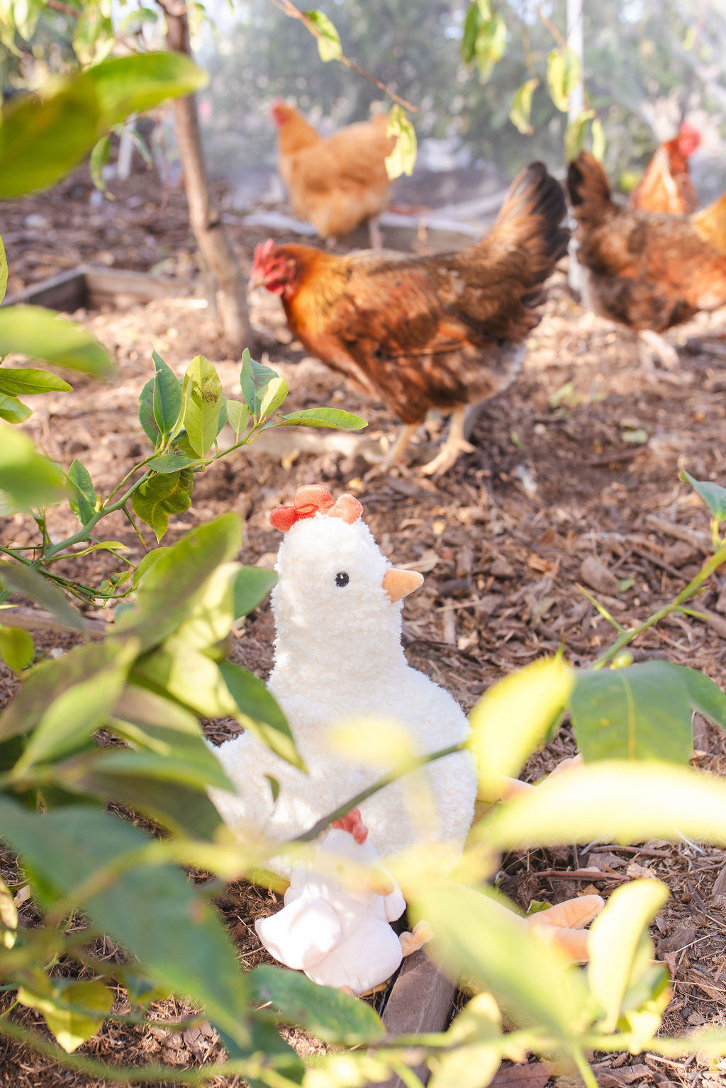Henrietta the Hen
