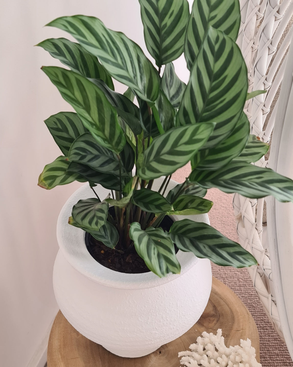 Seanna White Vase / Pot