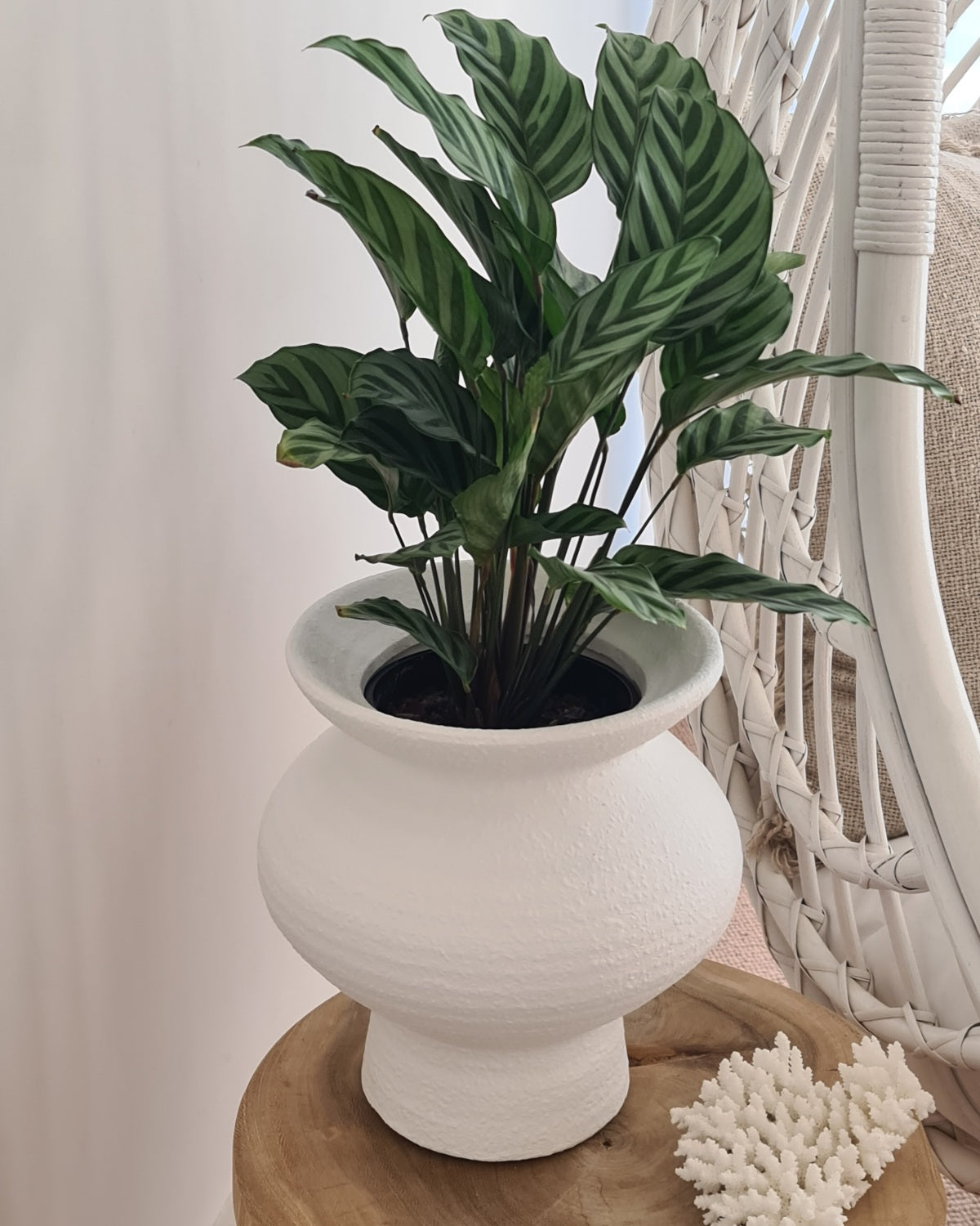 Seanna White Vase / Pot