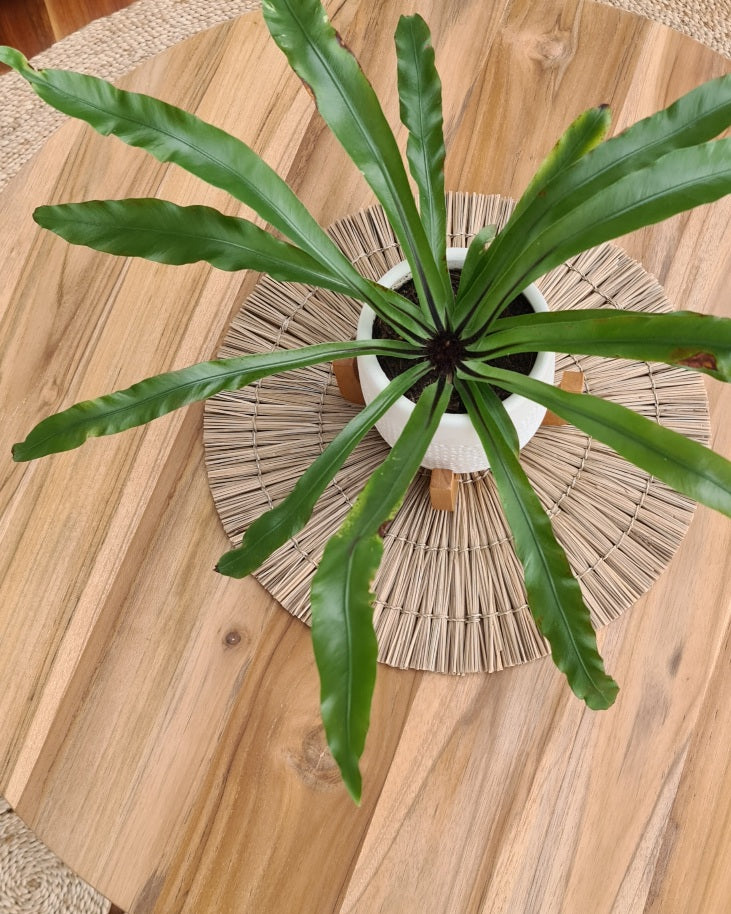 Reguit Lyne Coffee Table