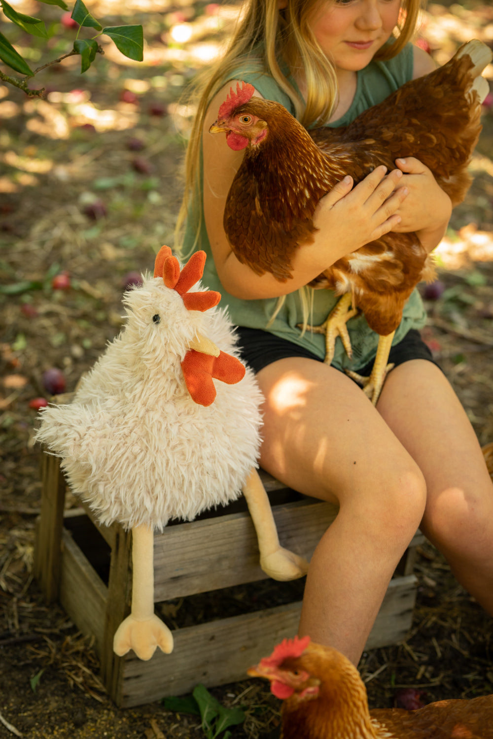 Roy The Rooster