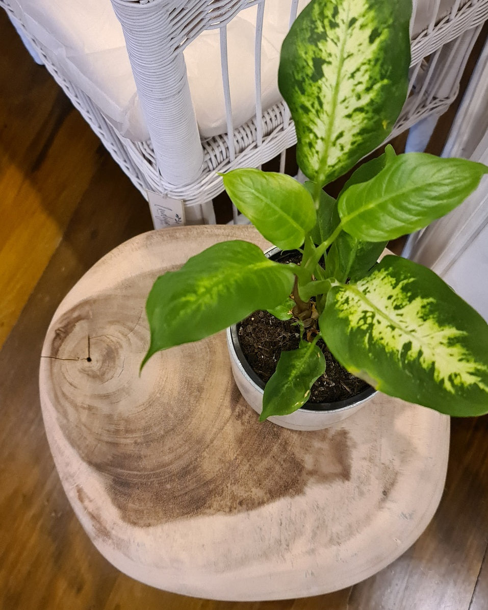 Stack Stool / Side Table
