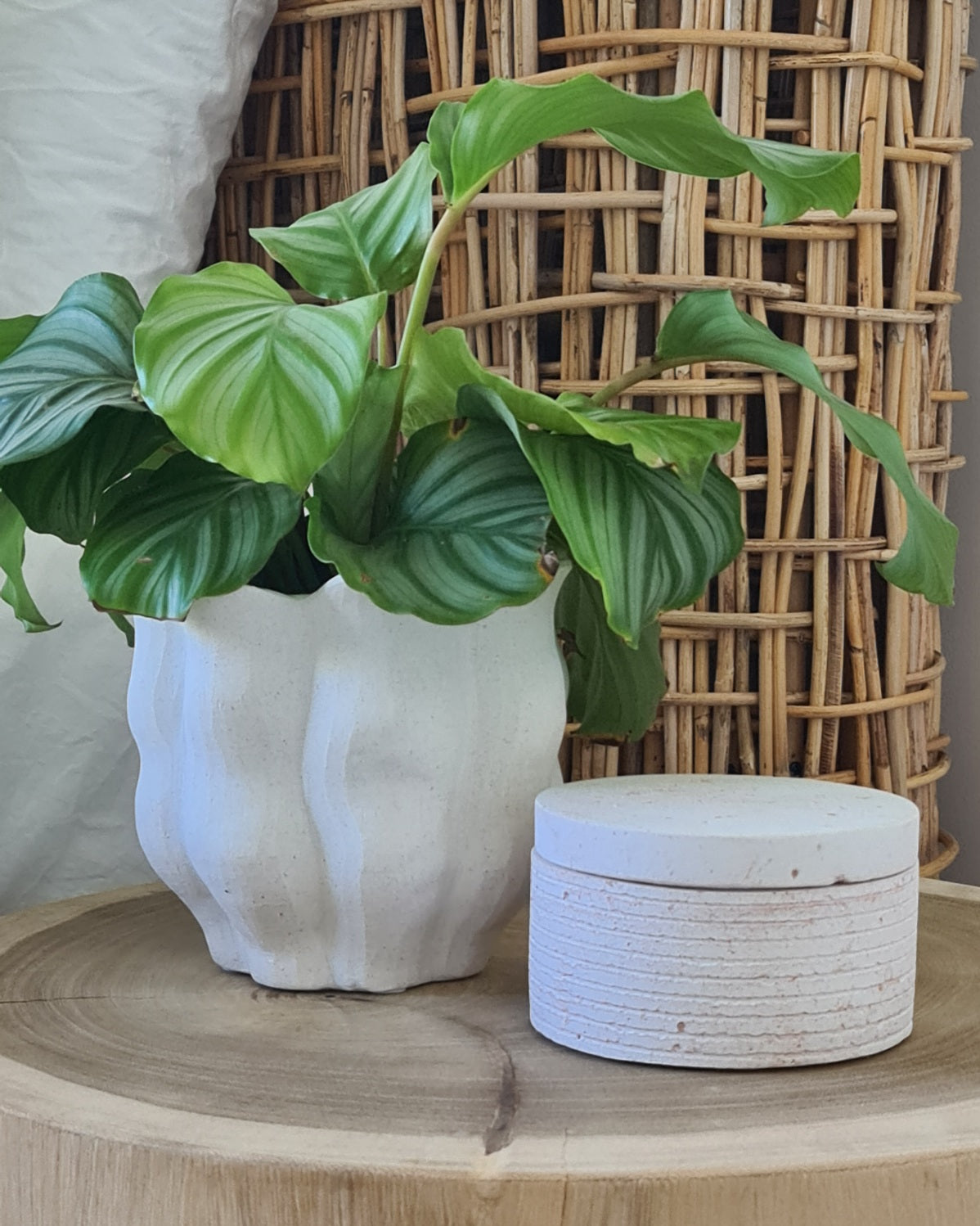 Tulip Planter / Vase – White