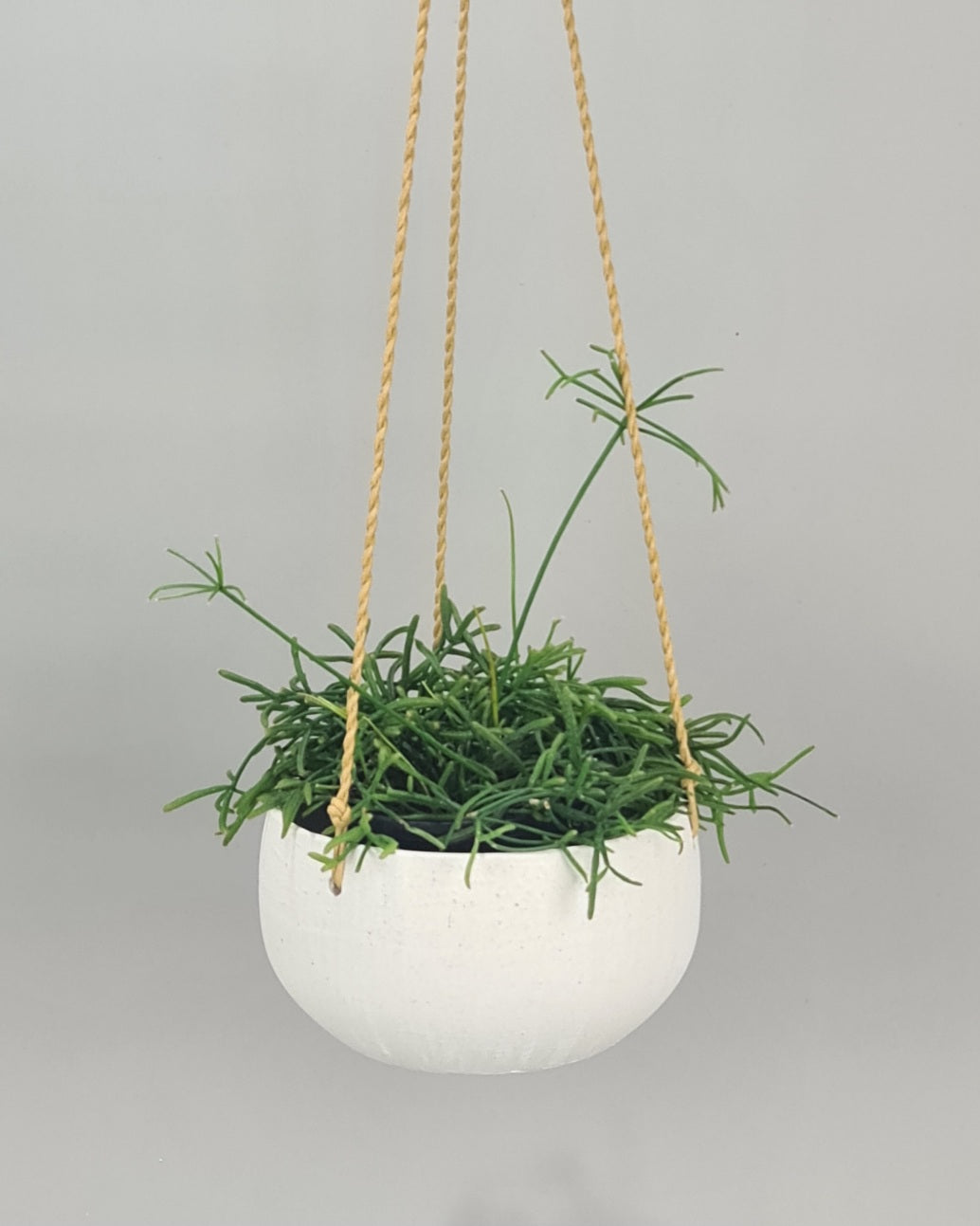 Willa Hanging Pot