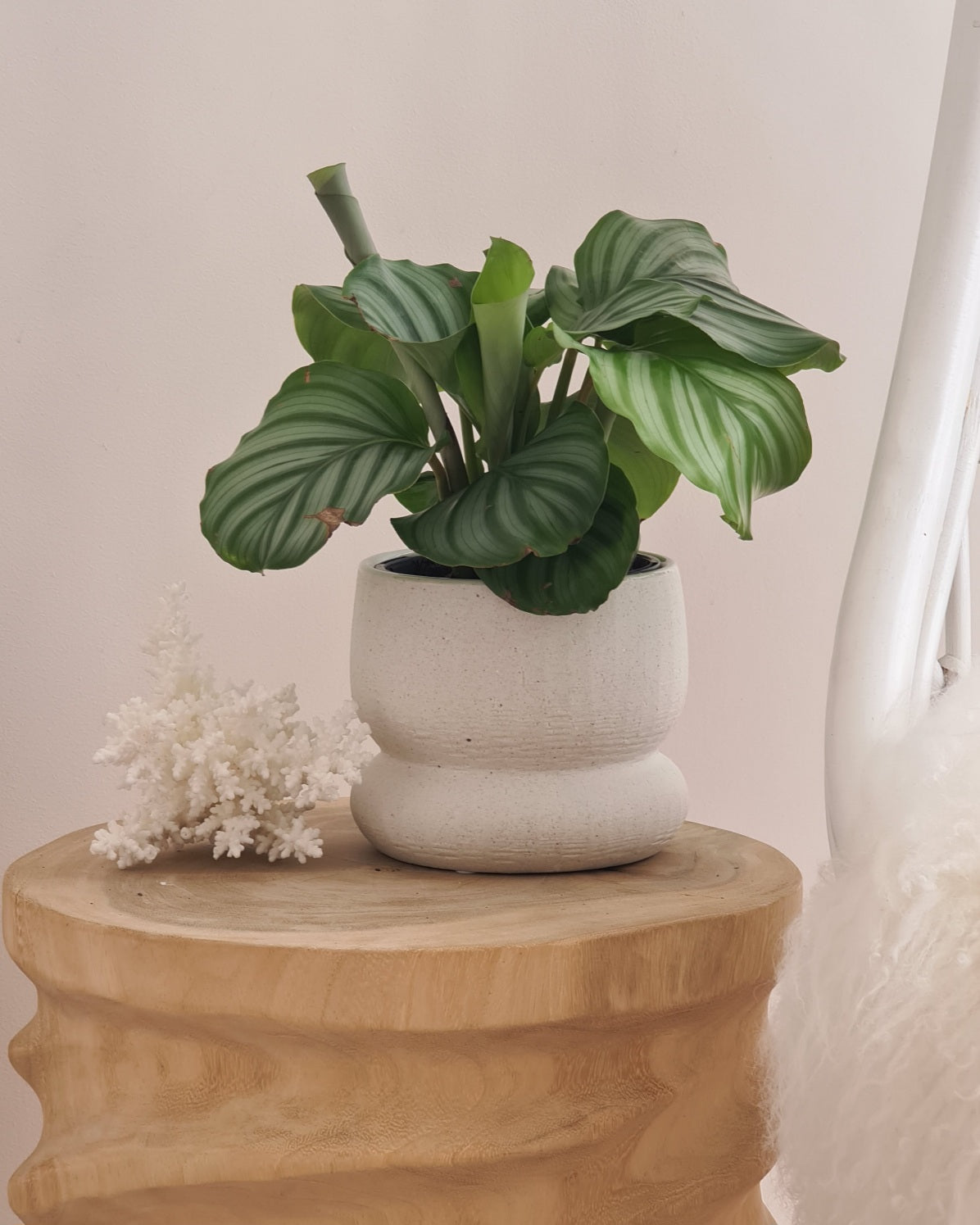 Zoey Pot
