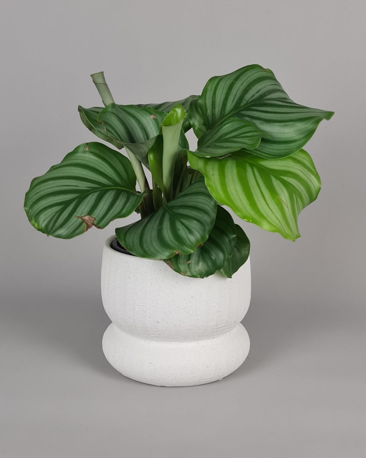 Zoey Pot
